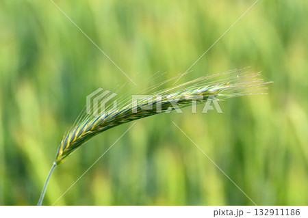 A Closeup view of a Green Grass Spike thriving in the natural environment around it 132911186