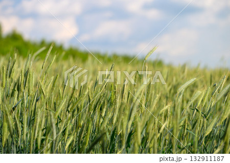 A Beautiful Lush Green Wheat Field Stretching Out Under a Cloudy and Overcast Sky A Beautiful Lush Green Wheat Field Stretching Out Under a Cloudy and Overcast Sky 132911187