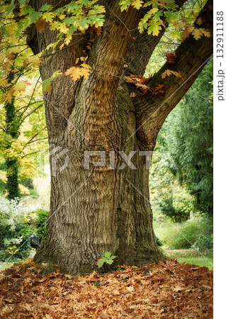 Majestic oak tree trunk anchored in a thick carpet of golden-orange fallen leaves 132911188