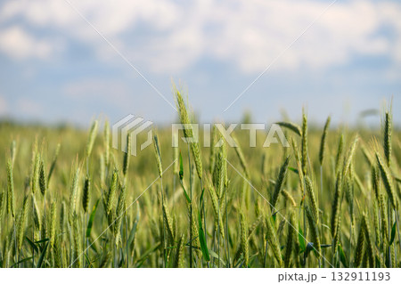 Vast Golden Wheat Fields Stretching Under a Brilliant Blue Sky with Fluffy White Clouds 132911193