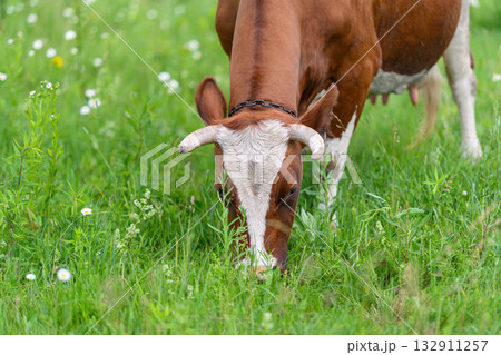 A Beautiful Brown and White Cow Grazing Contentedly in a Lush Green Field of Grass A Beautiful Brown and White Cow Grazing Contentedly in a Lush Green Field of Grass 132911257