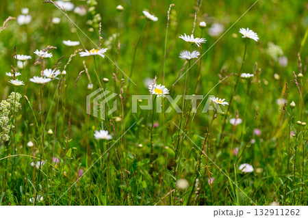 A Vibrant Wildflower Meadow is in Full Bloom, showcasing its stunning natural beauty 132911262