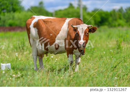 A Brown and White Cow Grazing Peacefully in a Lush, Green Meadow Under a Clear Sky A Brown and White Cow Grazing Peacefully in a Lush, Green Meadow Under a Clear Sky 132911267