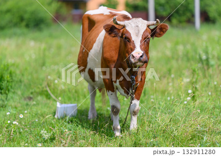 A Curious Cow Grazing Peacefully in a Beautiful Green Pasture Under the Bright Sunshine 132911280