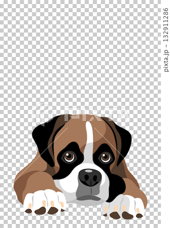 拳師狗 拳師狗 132911286