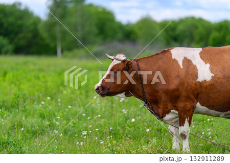 A Brown and White Cow is peacefully grazing in a beautiful pasture filled with lush green grass A Brown and White Cow is peacefully grazing in a beautiful pasture filled with lush green grass 132911289