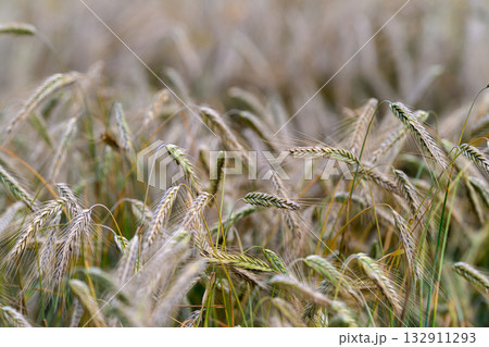 The beautiful golden fields of grain are now fully prepared and ready for the harvest season The beautiful golden fields of grain are now fully prepared and ready for the harvest season 132911293