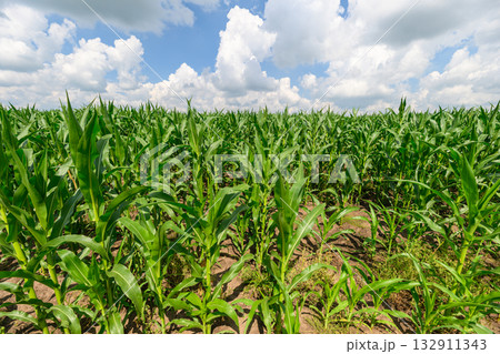 A Vibrant Corn Field Surrounded by Nature Under a Clear Blue Sky Filled with Fluffy Clouds A Vibrant Corn Field Surrounded by Nature Under a Clear Blue Sky Filled with Fluffy Clouds 132911343