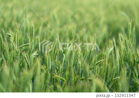 A Beautiful and Lush Green Field of Grain that is Bathed in Soft and Warm Light from the Sun 132911347