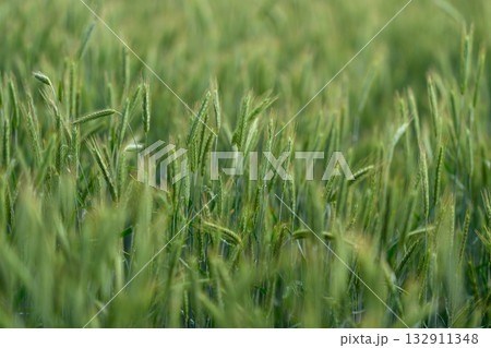 A Beautiful and Lush Green Wheat Field Surrounded by Vibrant Nature During the Dawn Time 132911348