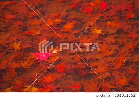 池に沈む紅葉したカエデ 池に沈む紅葉したカエデ 132911352