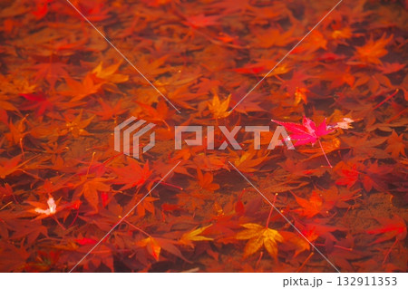 池に沈む紅葉したカエデ 池に沈む紅葉したカエデ 132911353