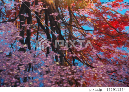 池に浮く紅葉したカエデ 池に浮く紅葉したカエデ 132911354