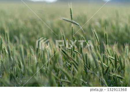 Lush Green Wheat Field at Dusk, where the peaceful countryside meets natures beauty Lush Green Wheat Field at Dusk, where the peaceful countryside meets natures beauty 132911368