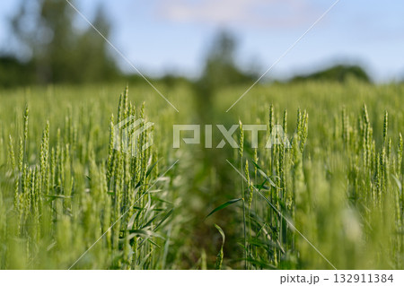A Vast and Lush Green Field Filled with Various Growing Plants Under a Bright and Clear Blue Sky A Vast and Lush Green Field Filled with Various Growing Plants Under a Bright and Clear Blue Sky 132911384