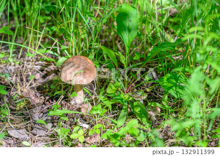 A Beautiful Wild Mushroom Growing Amidst Lush Green Grass and Various Plants Around It A Beautiful Wild Mushroom Growing Amidst Lush Green Grass and Various Plants Around It 132911399