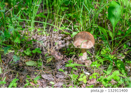 A vibrant mushroom grows on the lush forest floor, surrounded by diverse flora and wildlife 132911400