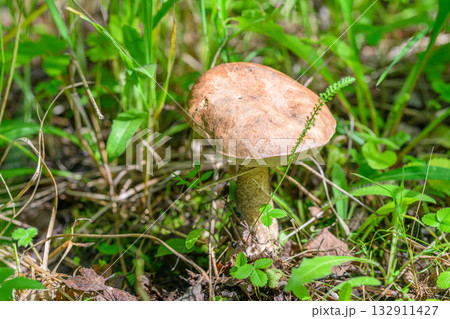 A Wild Mushroom Growing Vibrantly in a Stretch of Lush Green Grass in Natures Beauty A Wild Mushroom Growing Vibrantly in a Stretch of Lush Green Grass in Natures Beauty 132911427