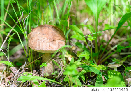 A Beautiful Mushroom Thriving Amidst the Lush Greenery of Its Natural Environment and Habitat 132911436