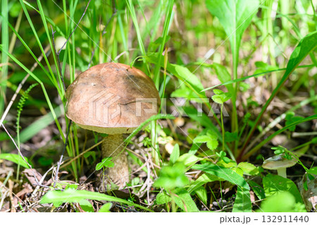 A Beautiful Mushroom Growing in the Lush Green Grass of a Vibrant Outdoor Landscape A Beautiful Mushroom Growing in the Lush Green Grass of a Vibrant Outdoor Landscape 132911440