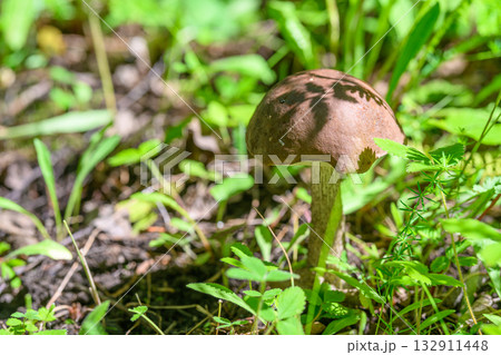 A Brown Mushroom Thrives in a Beautiful Lush Green Environment of Natures Rich Diversity A Brown Mushroom Thrives in a Beautiful Lush Green Environment of Natures Rich Diversity 132911448