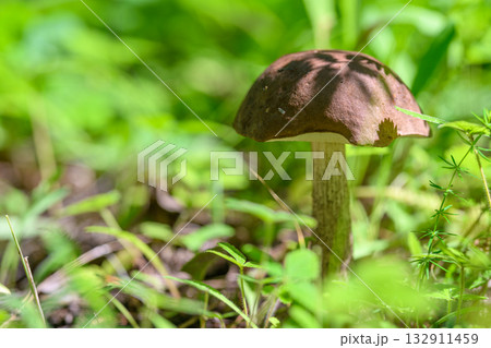 A CloseUp Image of a Mushroom Surrounded by Lush Greenery and Vibrant Flora in Nature 132911459