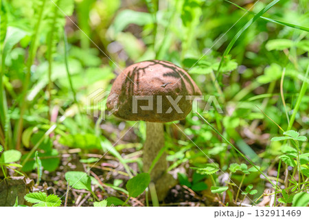 A Wild Mushroom Has Been Found Nestled Amidst the Lush Greenery in Natures Splendor and Beauty 132911469