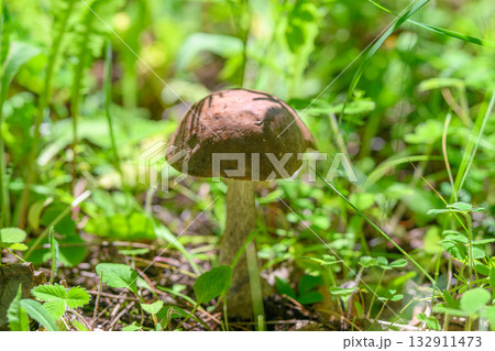 The Beautiful Mushroom Thriving Amidst the Lush and Vibrant Greenery of Natures Ecosystem 132911473