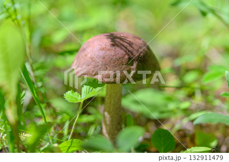 A Beautiful Brown Mushroom, Elegant and Vibrant, Surrounded by Lush Greenery and Foliage 132911479