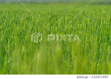 A Beautiful and Vibrant Green Crop Field Surrounded by Nature at Dusk During Sunset A Beautiful and Vibrant Green Crop Field Surrounded by Nature at Dusk During Sunset 132911497