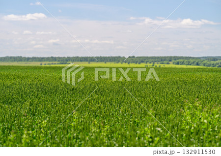 A Lush Green Field Positioned Underneath a Bright, Vibrant Blue Sky That Inspires Serenity A Lush Green Field Positioned Underneath a Bright, Vibrant Blue Sky That Inspires Serenity 132911530