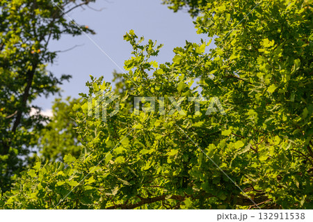 Vibrant Lush Green Foliage Set Against a Clear, Beautiful Blue Sky Brightening the Scene Vibrant Lush Green Foliage Set Against a Clear, Beautiful Blue Sky Brightening the Scene 132911538