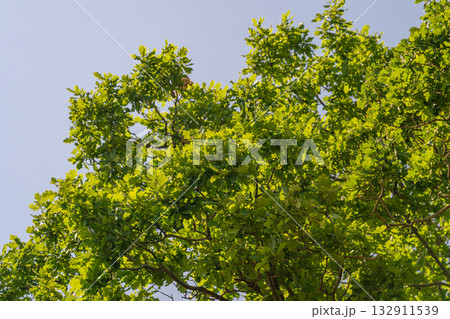 Experience the breathtaking sight of a lush green tree canopy spread under a clear blue sky Experience the breathtaking sight of a lush green tree canopy spread under a clear blue sky 132911539