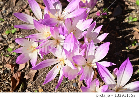 イヌサフラン(コルチカム)ユリ目 イヌサフラン(コルチカム)ユリ目 132911558