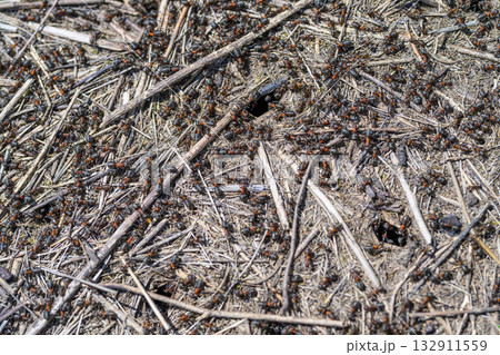 Ants can be seen moving around on the ground amidst natural debris and organic materials Ants can be seen moving around on the ground amidst natural debris and organic materials 132911559