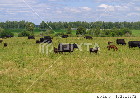 A herd of cattle quietly grazing in a vast open pasture under a beautiful, clear blue sky 132911572