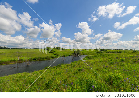 A Lush Wetland Landscape Featuring Vibrant Greenery Under a Bright and Clear Blue Sky A Lush Wetland Landscape Featuring Vibrant Greenery Under a Bright and Clear Blue Sky 132911600