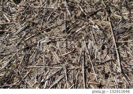 Observing Busy Ants Moving Amongst Pine Needles and NutrientRich Soil in Their Natural Habitat 132911646