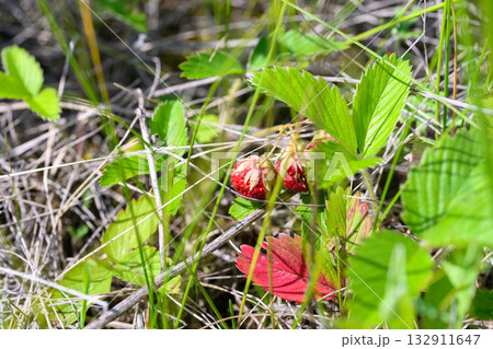 Wild Strawberries Flourishing and Growing in Their Natural Habitat and Environment Outdoors Wild Strawberries Flourishing and Growing in Their Natural Habitat and Environment Outdoors 132911647
