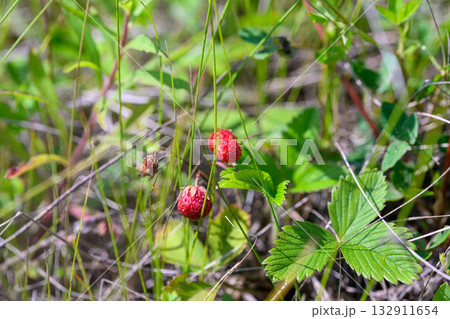 Wild Strawberries Beautifully Growing in the Lush Greenery of Natures Abundance Wild Strawberries Beautifully Growing in the Lush Greenery of Natures Abundance 132911654