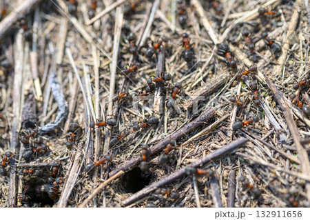 Ants can be seen foraging industriously on dried leaves and twigs within their natural habitat Ants can be seen foraging industriously on dried leaves and twigs within their natural habitat 132911656