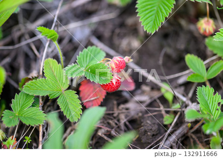 Colorful and Vibrant Wild Strawberries Beautifully Nestled Among Lush Green Foliage Nearby 132911666