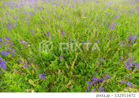 A Beautiful and Vibrant Field of Wildflowers Blooms in Springtimes Gentle Embrace 132911672