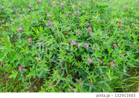 A Vibrant Green Plant produces Beautiful Pink Flowers nestled within a Lush Environment A Vibrant Green Plant produces Beautiful Pink Flowers nestled within a Lush Environment 132911683