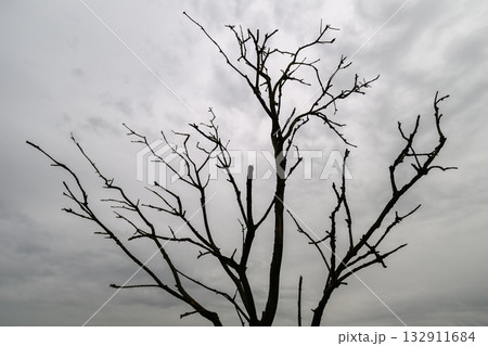The image depicts a lonely tree silhouette set against a dreary and overcast sky The image depicts a lonely tree silhouette set against a dreary and overcast sky 132911684