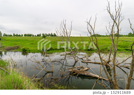 Lush Wetland Landscape Featuring Beautiful Reflection and Dry Trees Against the Sky 132911689