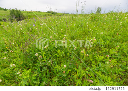 A Lush Green Meadow Overflowing with Vibrant Wildflowers in Full Bloom During Summer Days A Lush Green Meadow Overflowing with Vibrant Wildflowers in Full Bloom During Summer Days 132911723