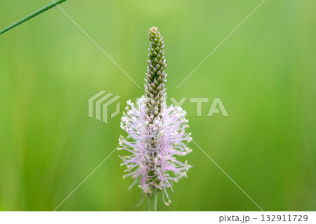 A Delicate Flower Coming into Bloom Against a Soft Green Background, Highlighting Natures Beauty 132911729