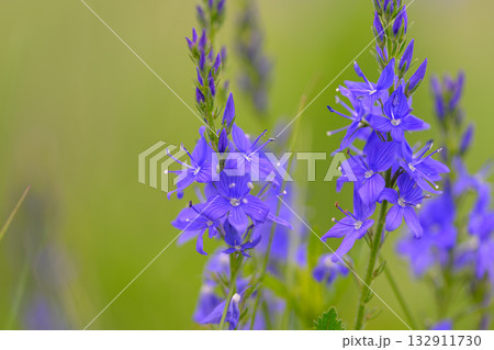 Gorgeous and Beautiful Blue Wildflowers Thriving in Full Bloom in Natures Splendor 132911730