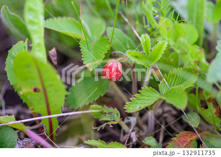 The Wild Strawberry Plant Thrives in Its Natural Habitat, Flourishing in Diverse Ecosystems The Wild Strawberry Plant Thrives in Its Natural Habitat, Flourishing in Diverse Ecosystems 132911735